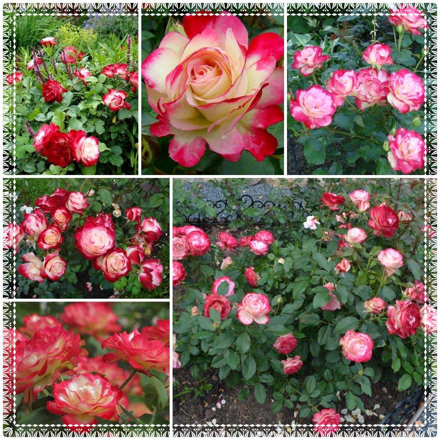 Jubilee du Prince de Monaco róże rabatowe